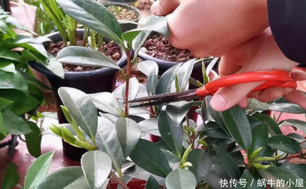 茶花开完花,正待修剪时,春天狠剪,夏秋冬莫动,花苞才满枝