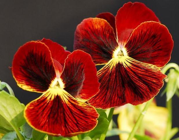 新手一养花就死试试这“3种”,几块钱养一盆,放角落也能爆花