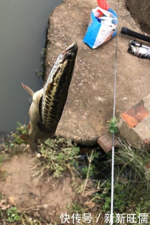 雷强|夏季黑鱼多且好钓,手竿以及传统钓攻略分享,看到就跑不掉