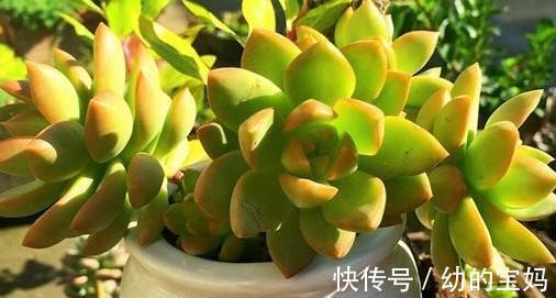 叶片|5款多肉,有着较高的性价比,家里养上几盆,美成一首诗!