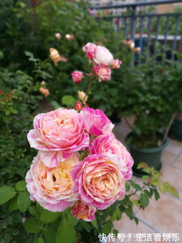 喜欢养玫瑰,就养盆“玫瑰精品”土星王阳台,丰腴婀娜,清香袭人