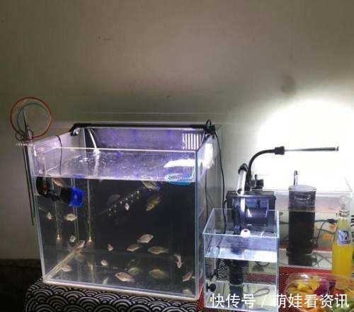 60cm鱼缸养什么鱼好看