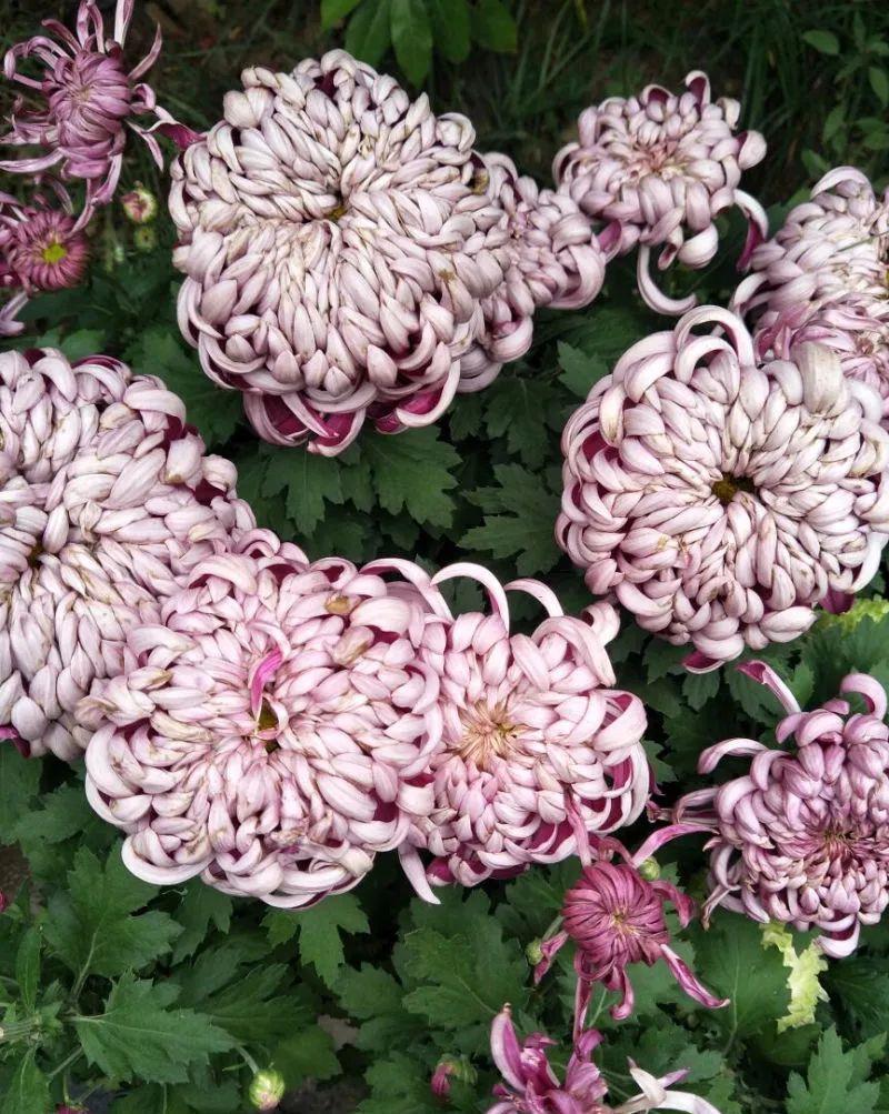 入冬后,这些花别折腾,越折腾越死