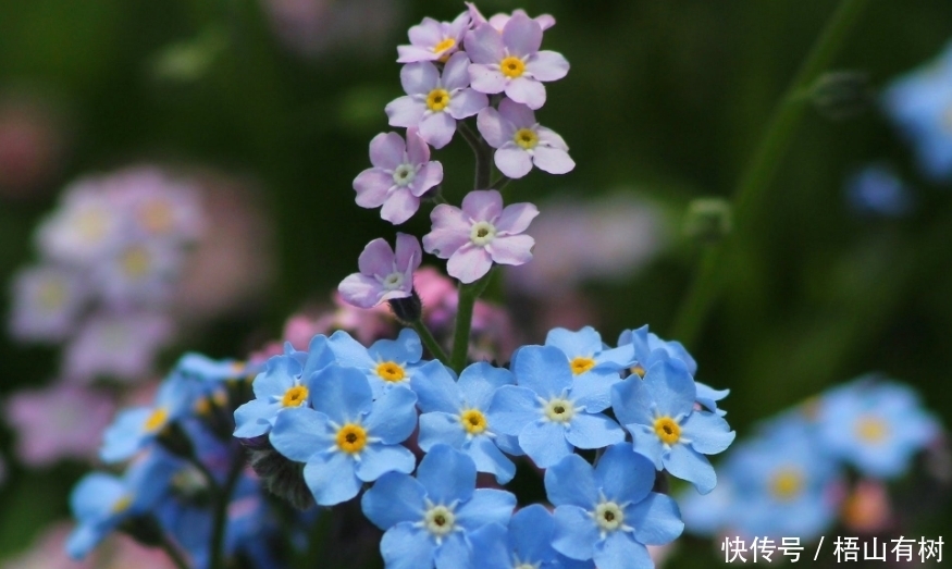 6月 鸟语花香 一切美好 爱情甜人 3生肖相约白首 旧情复燃 全网搜