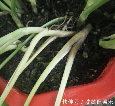 养护|夏天养绿萝,犯了3个错误,能要了绿萝的命,黄叶、烂根都上门