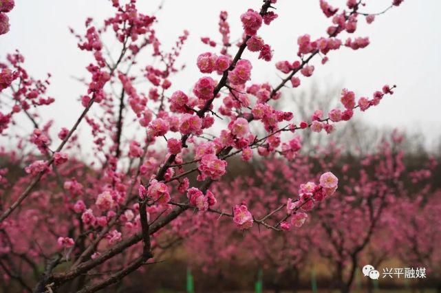 老年|春暖梅花开　赏梅迎春来