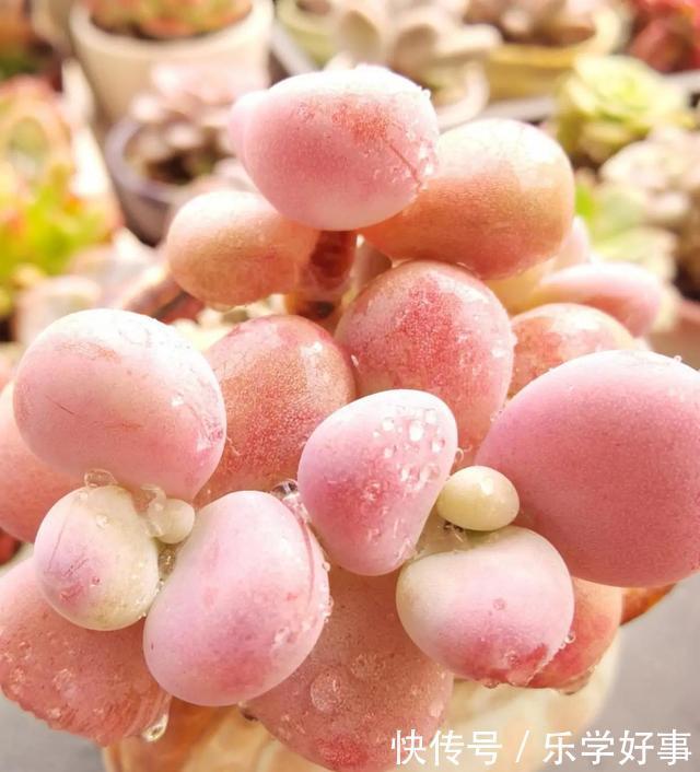 最萌不过粉色，这10款粉色系多肉，各有各的美，哪种能“粉”到你