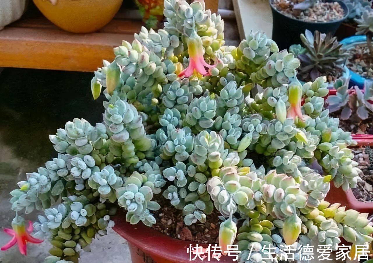 光照|福娘系多肉中非常经典的2个品种,一个有香味一个叶片肥,值得养