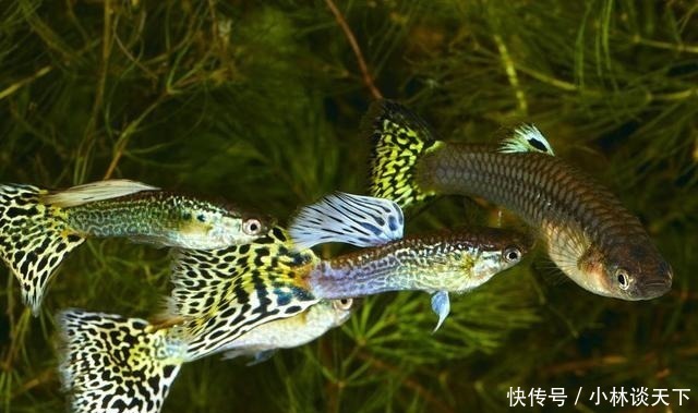 斗鱼科|世上最好养的4种观赏鱼,如果你养不活,以后还是不要养鱼了