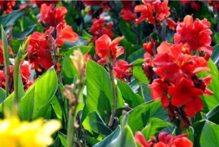 养花就养这款,花开艳丽如火似血,枝繁叶茂,傲骨映寒,美