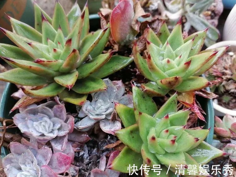 90后川妹子的“丑肉”逆袭记!时光不弃,多肉常在!