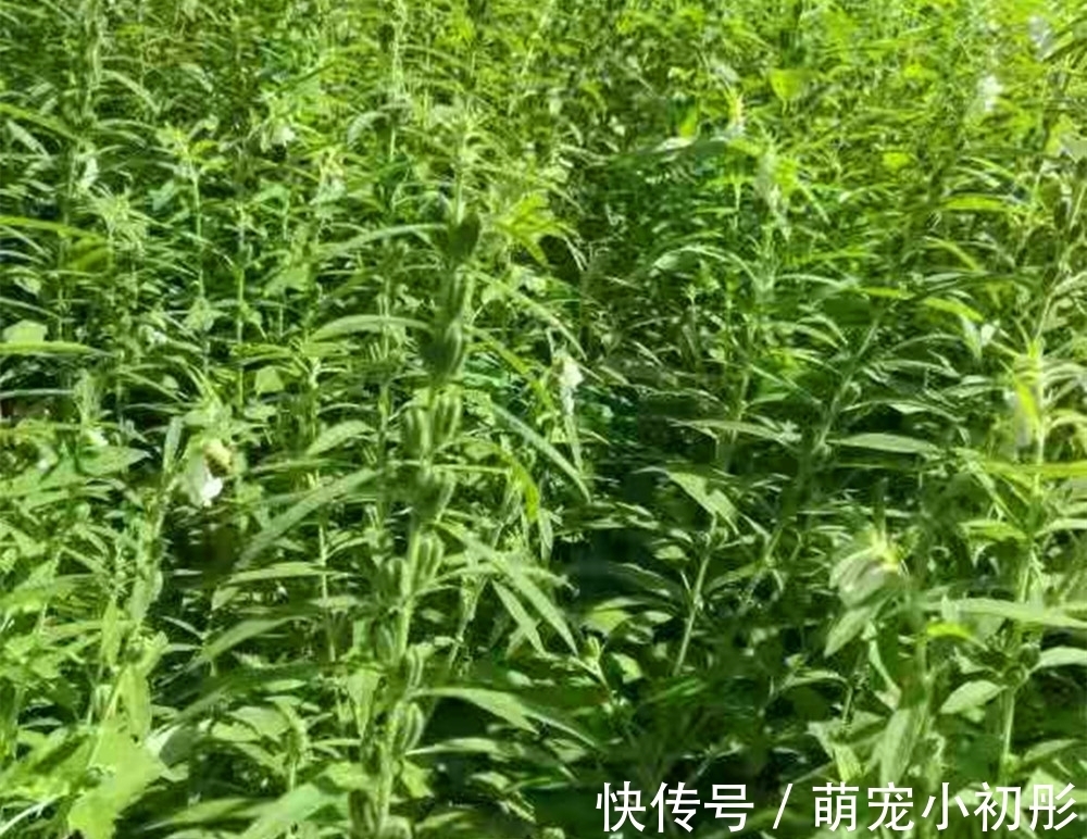 8月此菜正当时，人称“长寿菜”，10斤才能晒1斤，做面炖肉吃特香