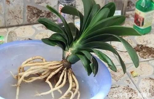 丝瓜络|养花烂根不是大问题!土里埋点它,根须刷刷长满盆,越来越壮实