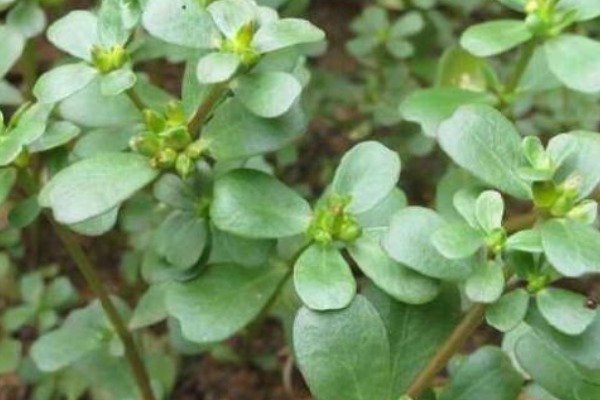 头发|爱吃马齿苋的人有福了,加白酒泡一泡,白发变黑发,还有许多好处