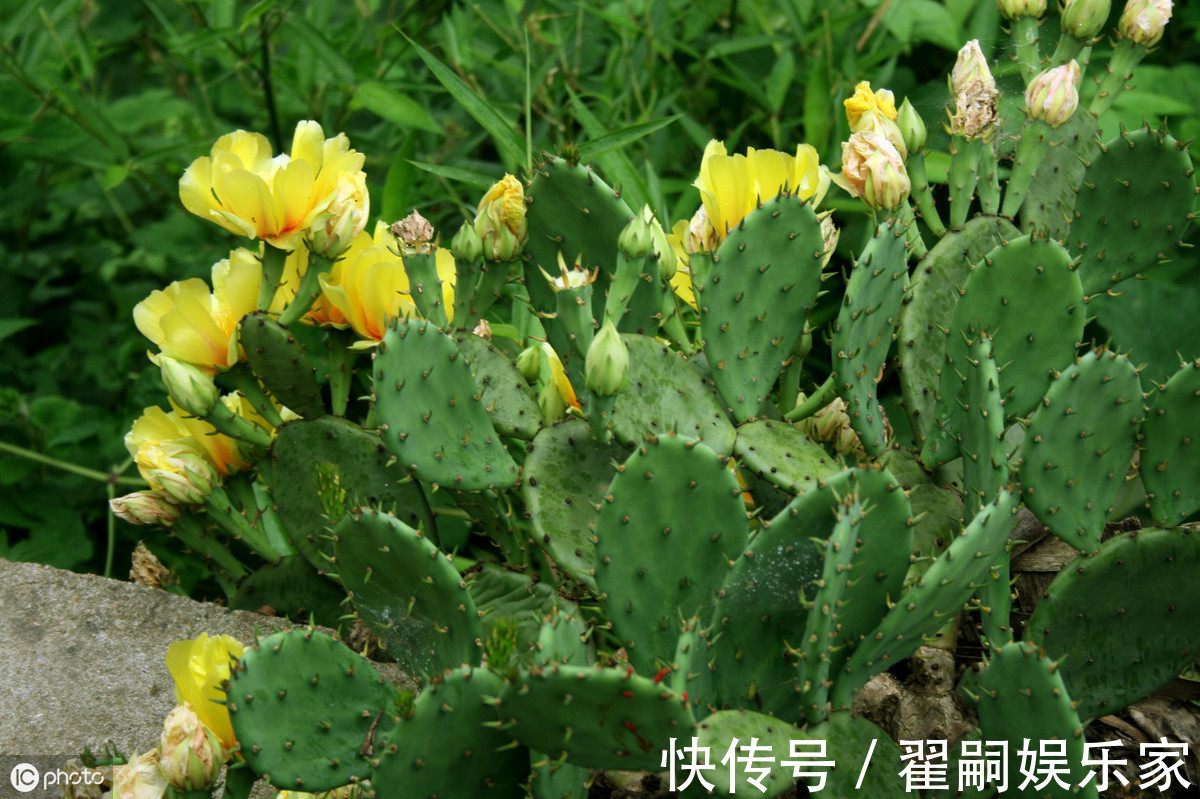 清热解毒|一块仙人掌胜过10味药,摆脱膝关节炎,滑膜炎,安全有效