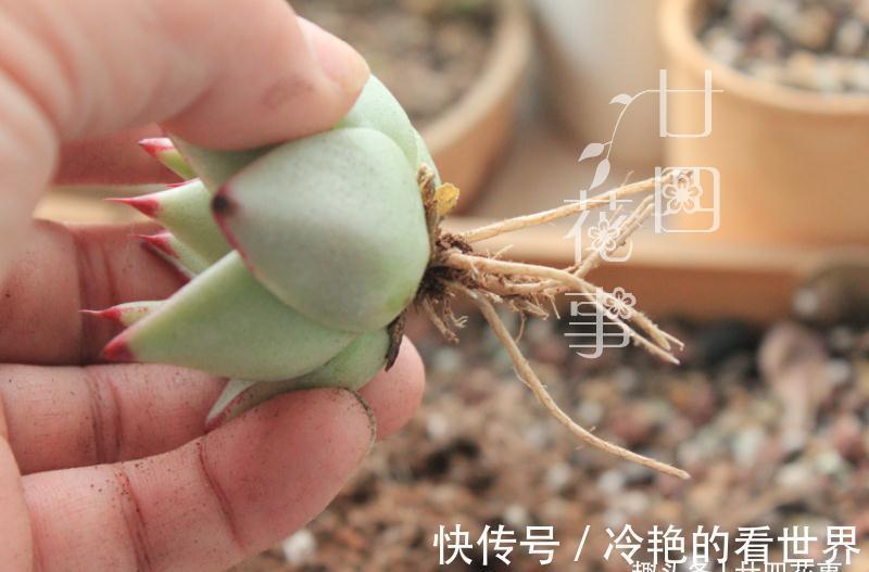 10月养多肉,5种情况需要翻盆,简单3步,生根快重新变美