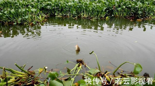 垂钓|某些钓鱼人,请你自觉点,这些不齿之事难登大雅之堂,别再丢脸了