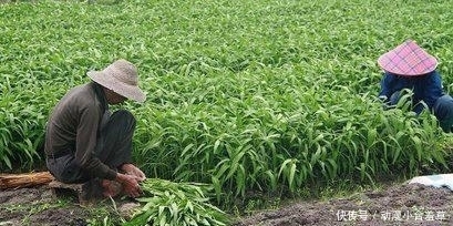 回答|空心菜是“毒中之王”? 含有大量重金属? 医生的回答一目了然!