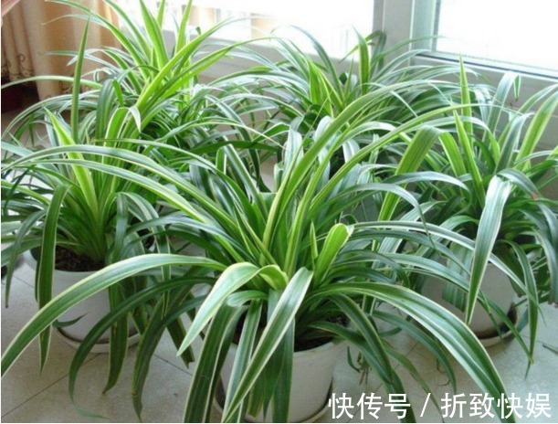 厨房做饭油烟重，放3种植物，厨房油烟不见了，空气清新，更健康