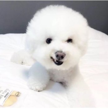 8种居家小型犬聪明可爱 第四种很少见哦 快资讯