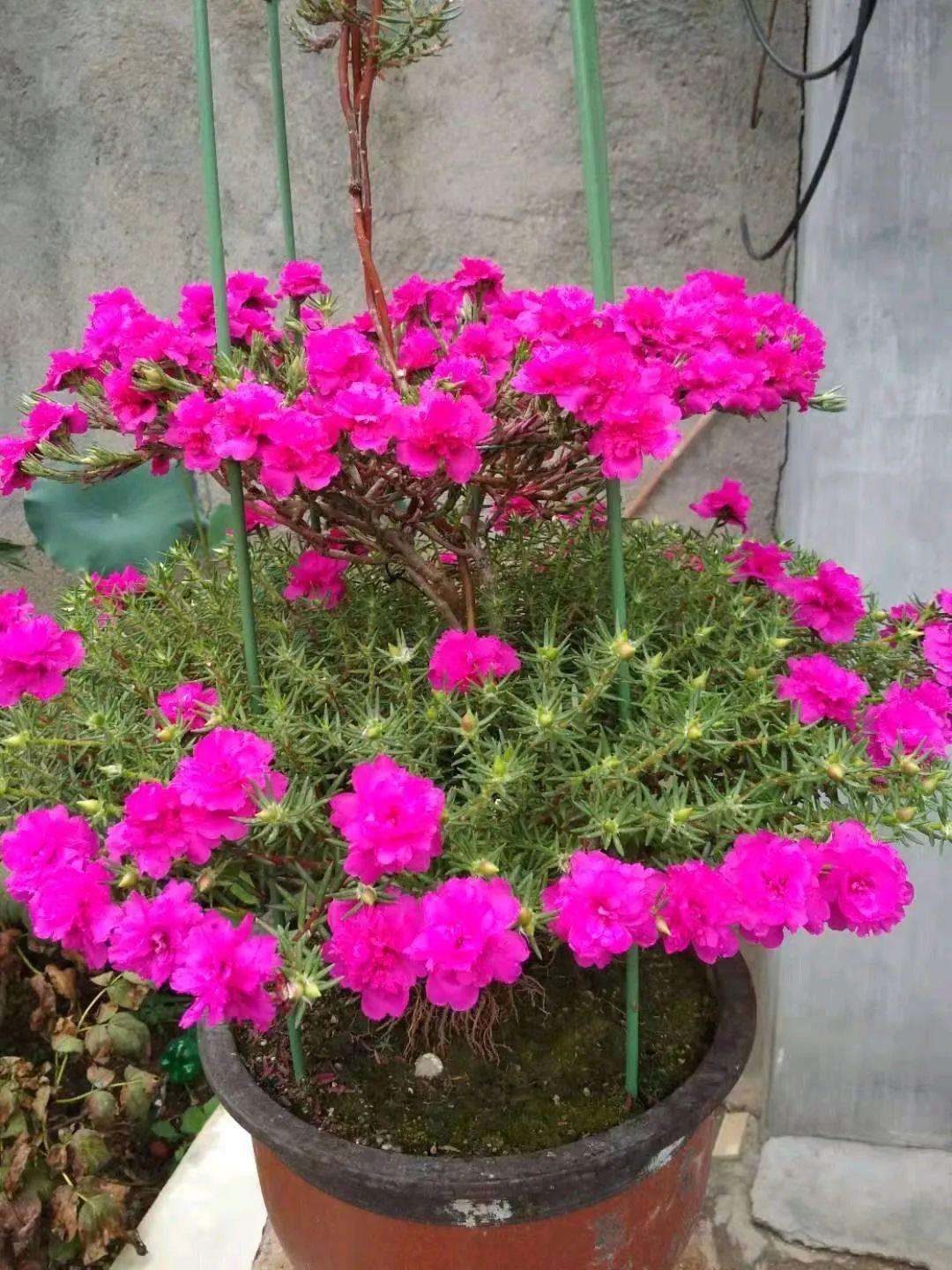 原来太阳花也能养成老桩,一棵就美上天,开花好几层!