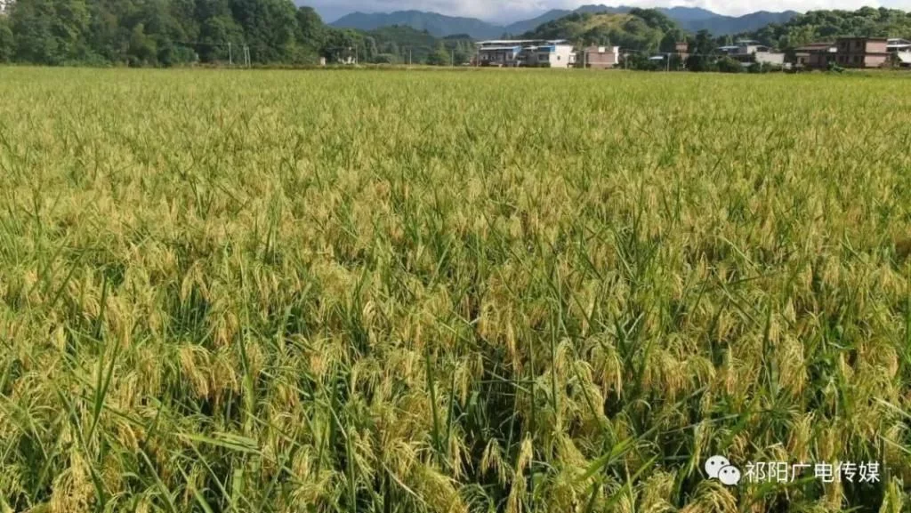 谁知盘中餐，粒粒皆辛苦