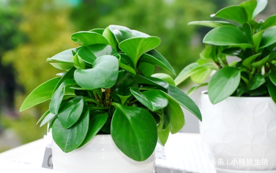 绿徒长|豆瓣绿长高忒难看,4招控制长势,砍上几刀,还能一盆变多盆