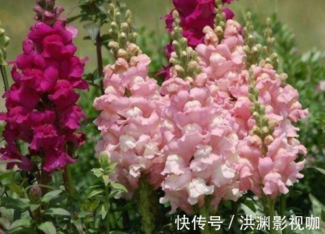 金鱼草|喜欢菊花,不如养盆“菊中稀品”胭脂浓妆,似美艳佳人,舞魅高贵