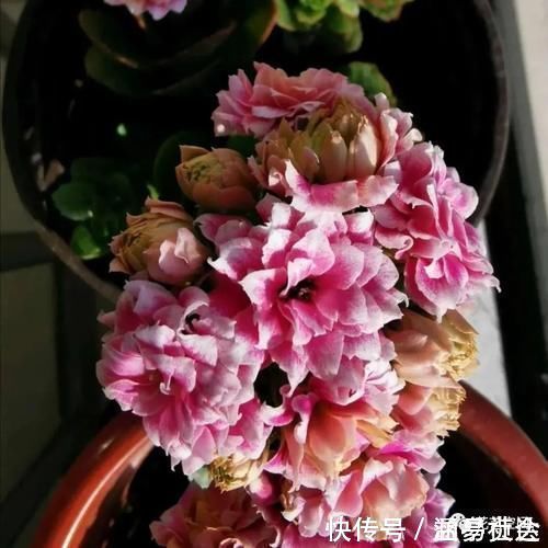 花根|这6种花,浇水越多死的越快,千万管住手,少浇水长得旺