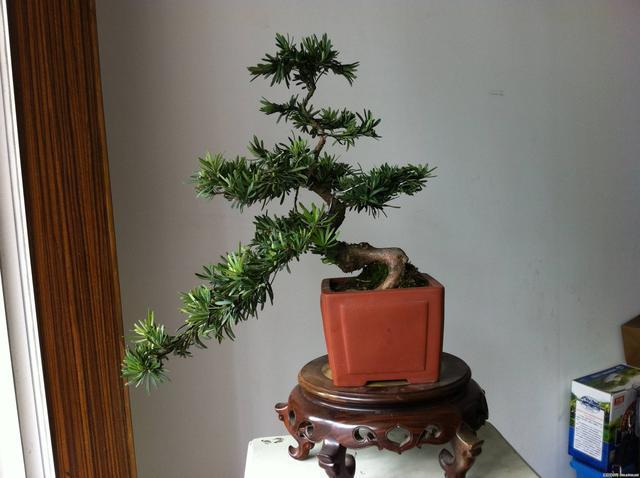 世界上最贵的3种盆栽，一盆可以换好几栋别墅！你见过就算土豪