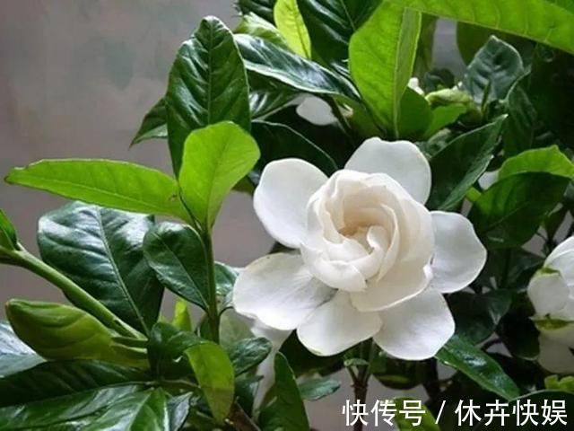 李大爷养花，2种水“浇灌”所有花，1盆比1盆旺，从不买“花肥”