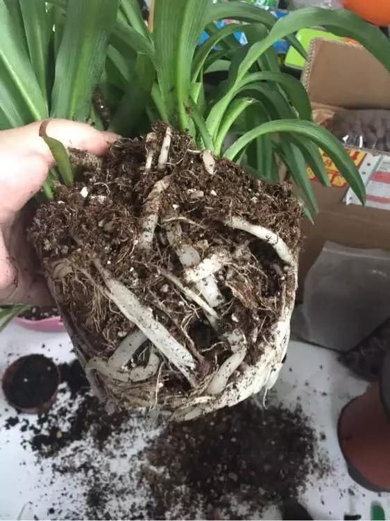 根壮|3种药片养花有“奇效”,浇水溶1片,叶绿根壮,比花肥厉害