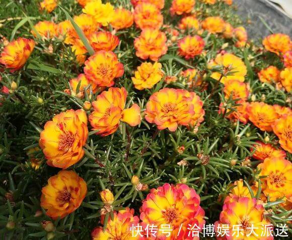 养护|偷偷给妈妈养的太阳花狠狠剪了个光头，一个月后开花爆盆，真值
