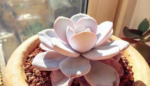 多肉,为什么自己养了一段时间就“变瘦”?原因全在这里