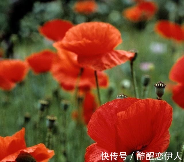 楚人!万家灶火倾三户 百里阿房戏一灯