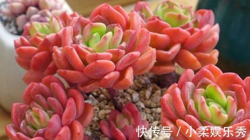 花友|5种多肉颜值很高却爱徒长穿裙子,让花友又爱又恨,新手要慎选