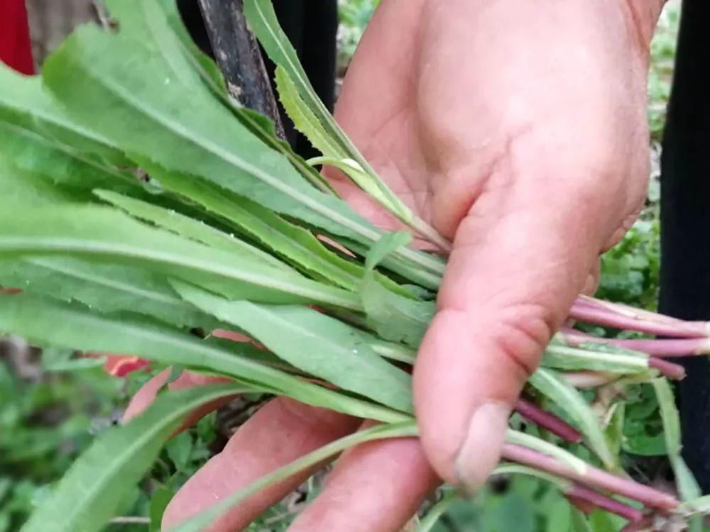 苦麻子|过去常用来喂猪,如今成上佳野菜,6、7元一斤,包饺子是一绝