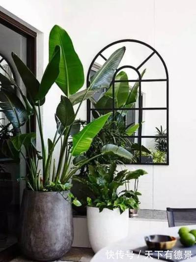 养花|客厅摆上3种花,净化空气上档次,提高了家居品味,值得拥有