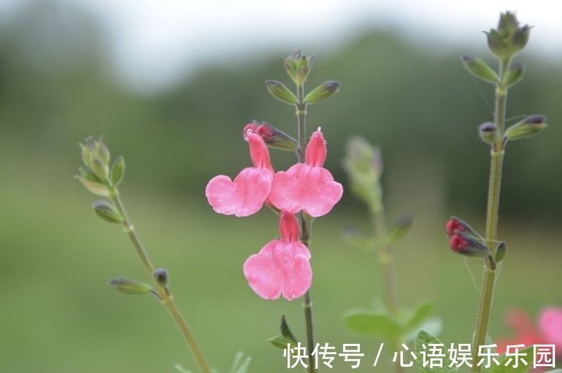 有福气|有福不会享的三生肖女，钱再多也舍不得花，总是把钱花在家人身上