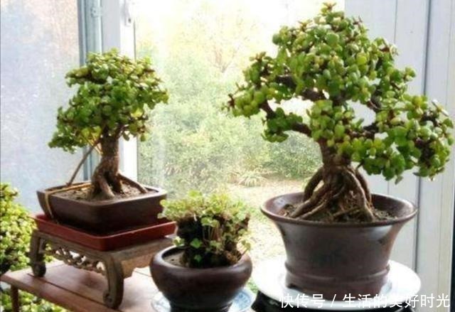 养分|金枝玉叶养成盆景,不只是简单的浇水,还应做好这几件事!