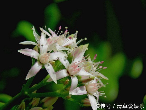 玉树年限到了不开花以下3个方面多注意,玉树花开爆盆又长久