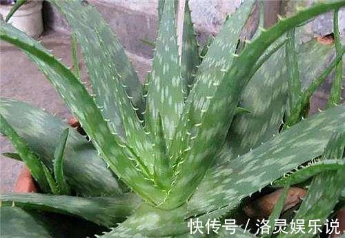 夏天养芦荟,浇水很重要,正确的浇水方法能避免芦荟黑腐化水