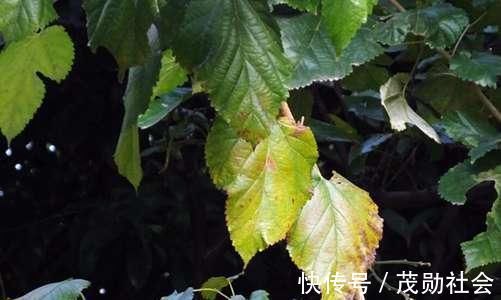 风流泪|桑叶的作用居然这么大,这五点药用价值您知道几种