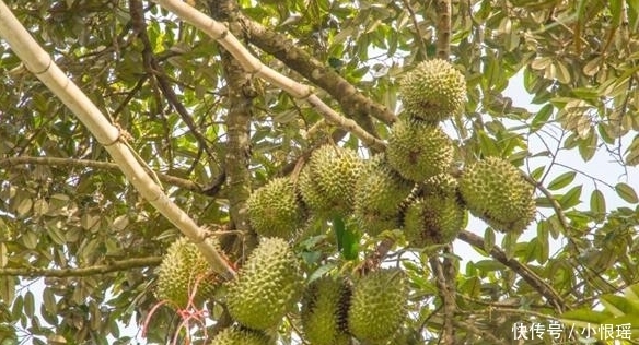 产量|一棵榴莲树可以结400个榴莲,明明产量很高,为何还卖这么贵?