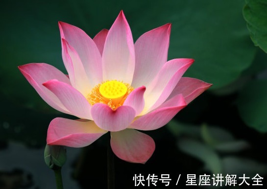 虎朋友|9月中旬，喜鹊报喜，4属相事业进步，桃花朵朵，喜事连连