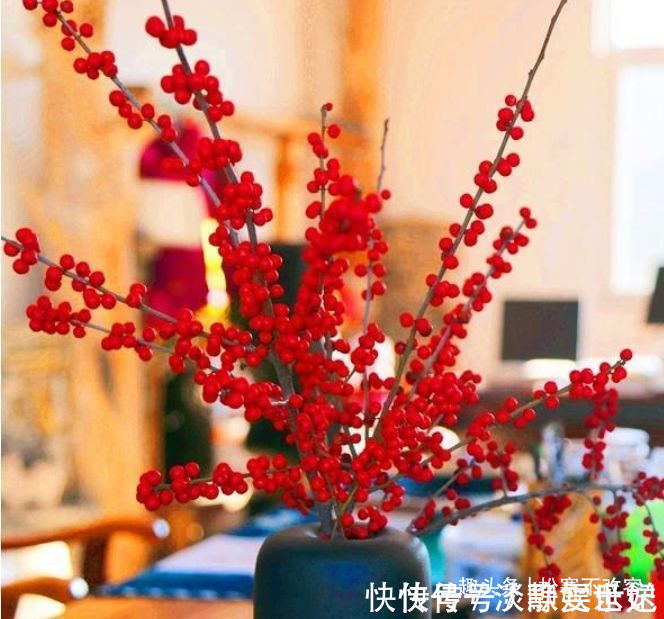 花卉|此木本花卉，一花多色，漂亮似牡丹，花期长，种植容易，值得拥有