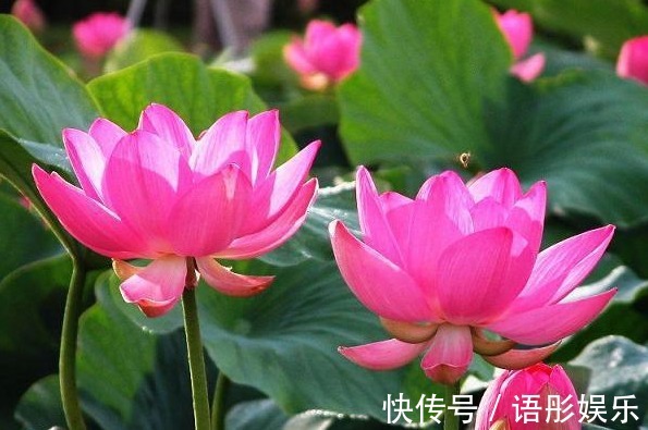 这些花朵一到夏天就开爆,简单好养,不打理也能开花,开花贼好看