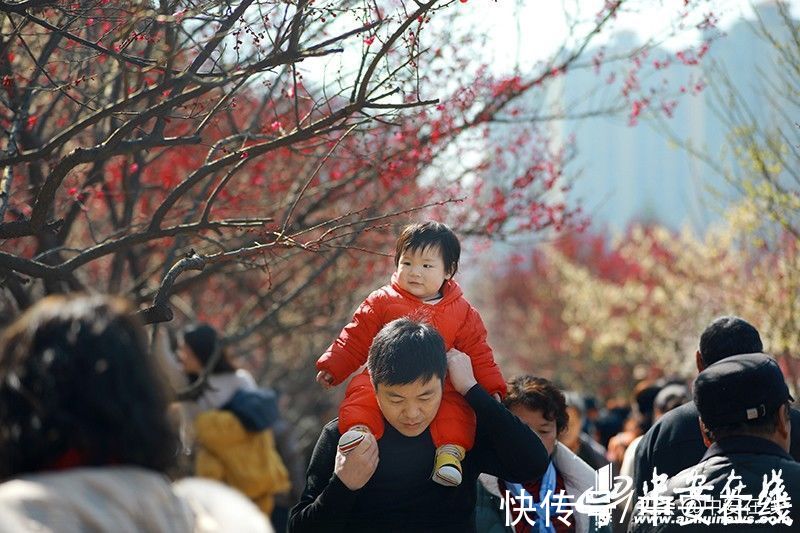 梅花|匡河“梅景”好 市民“打卡”忙「组图」