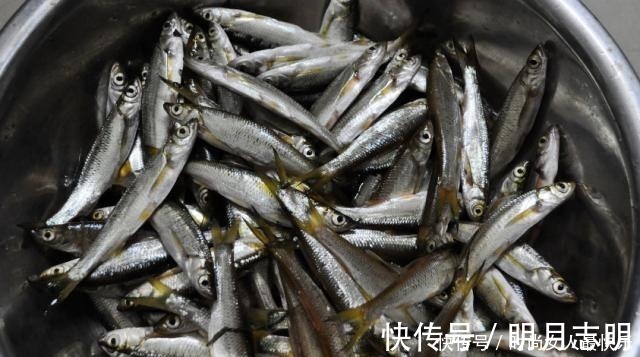 垂钓|拉白条鱼的乐趣,随便找个水库边连竿
