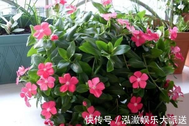 种花|夏天就种5种花，一点不怕晒，再热的天都没事！